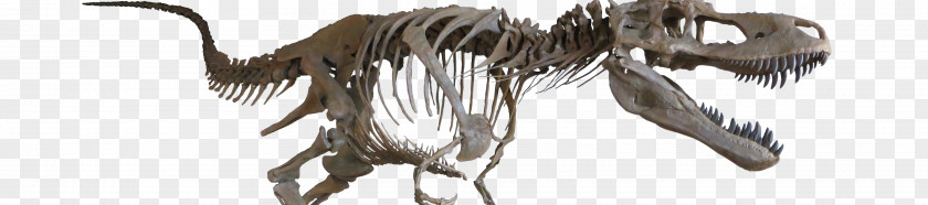 Dinosaur Fossils Velociraptor Tyrannosaurus Albertosaurus Late Cretaceous Daspletosaurus PNG