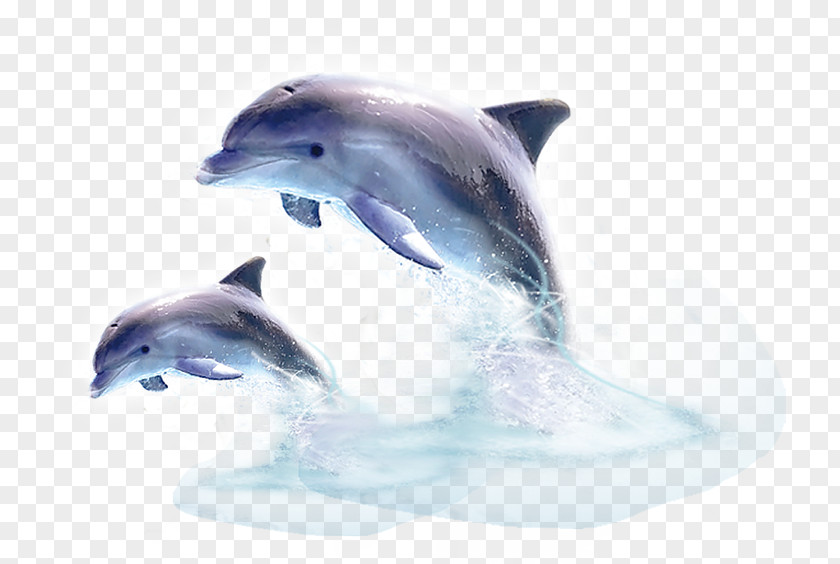 Dolphin Common Bottlenose Tucuxi Short-beaked River PNG