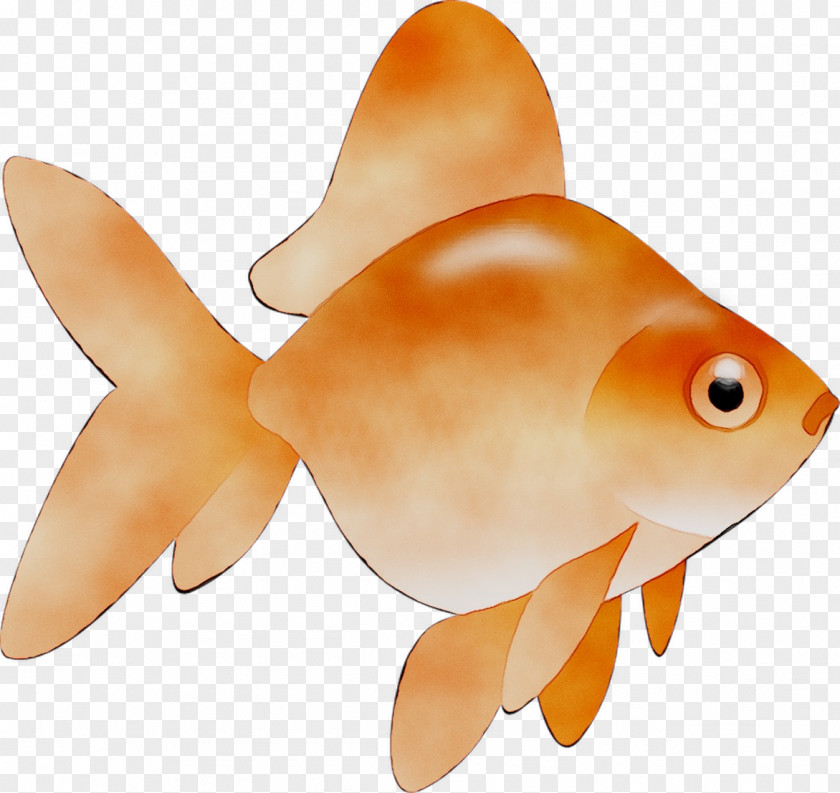 Goldfish Marine Biology Orange S.A. PNG