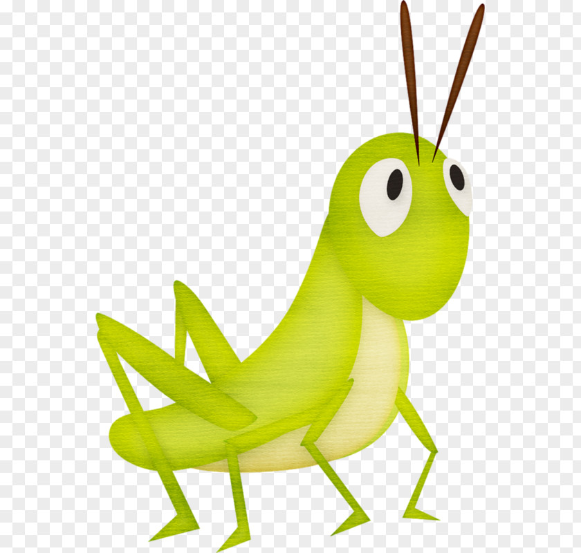 Grasshopper Clip Art Openclipart Insect Image PNG