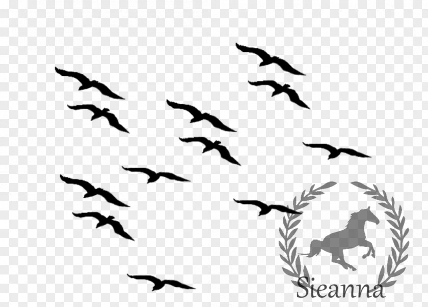 Seagulls Flying Bird Flight Common Blackbird Clip Art PNG