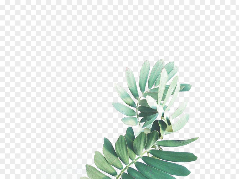 Watercolor Leaves Leaf Painting Arecaceae PNG