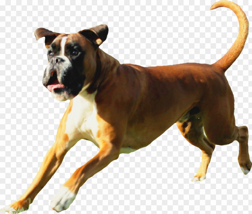 Allergy Dog Breed Boxer Atopy Demodex PNG