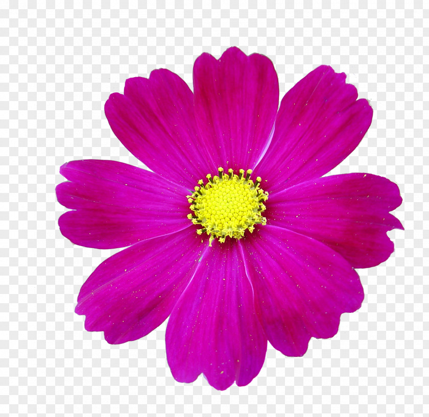 Animation Flower Photography PNG