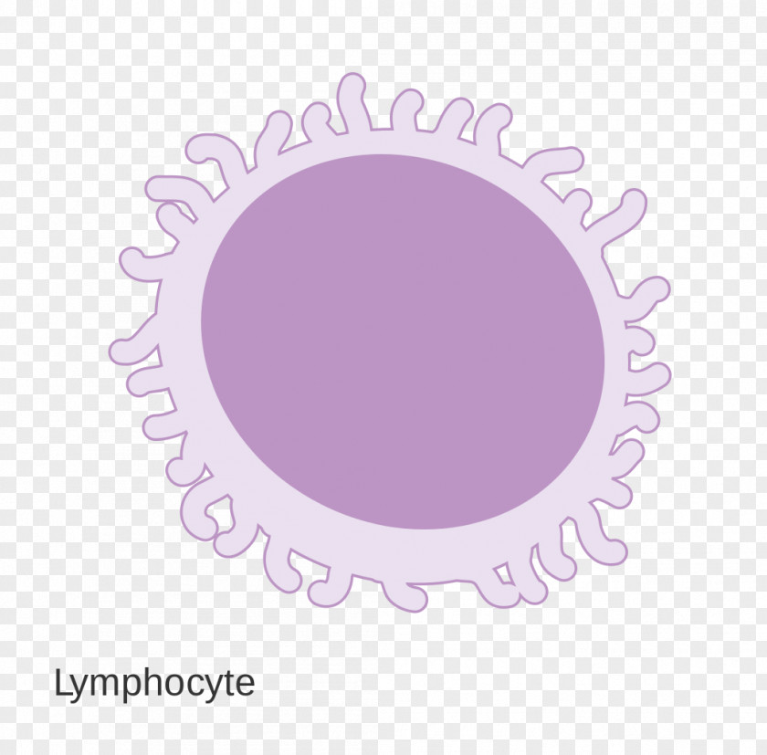 Lymphocyte Wikimedia Commons Foundation PNG