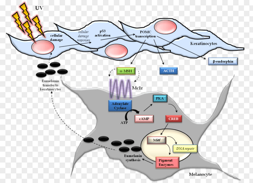 Xeroderma Pigmentosum Melanocyte-stimulating Hormone Melanocortin 1 Receptor Cell Melanosome PNG