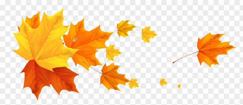 Autumn Leaves Color Banner Leaf PNG