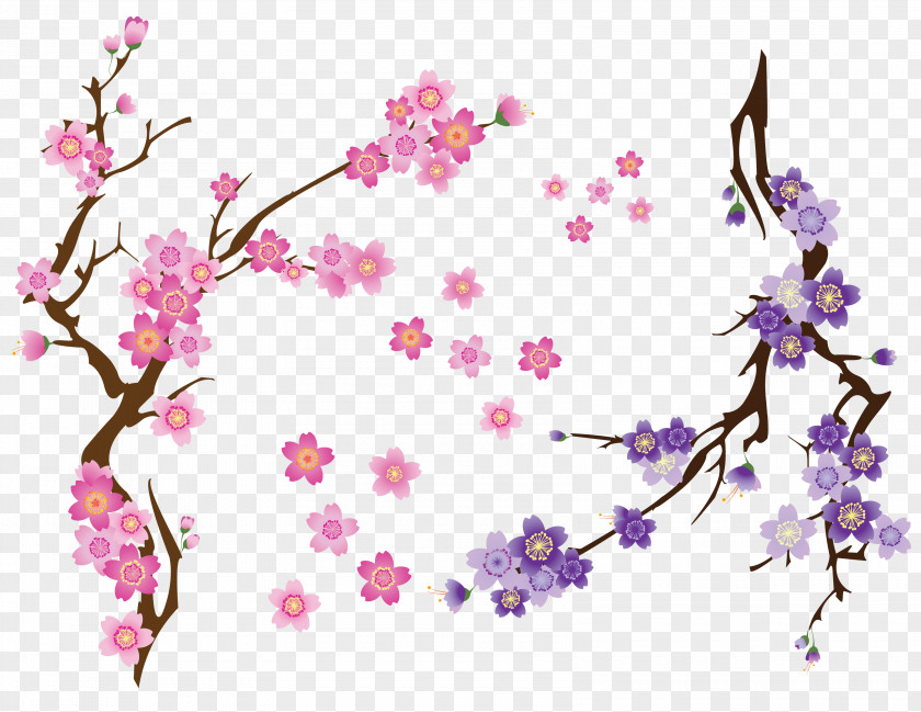Cherry Blossoms Blossom Drawing Clip Art PNG