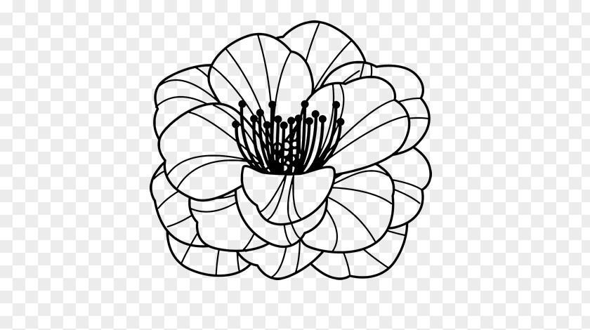 Flower Common Poppy Coloring Book Drawing PNG