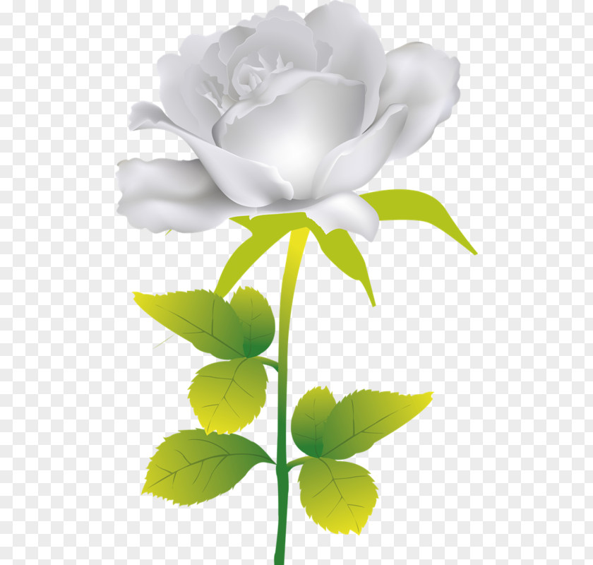 Flower Garden Roses PNG