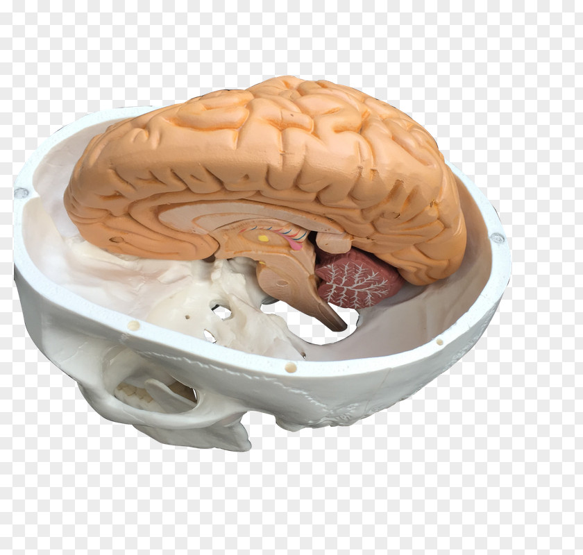 Brain Skull EAnatomi Boat PNG
