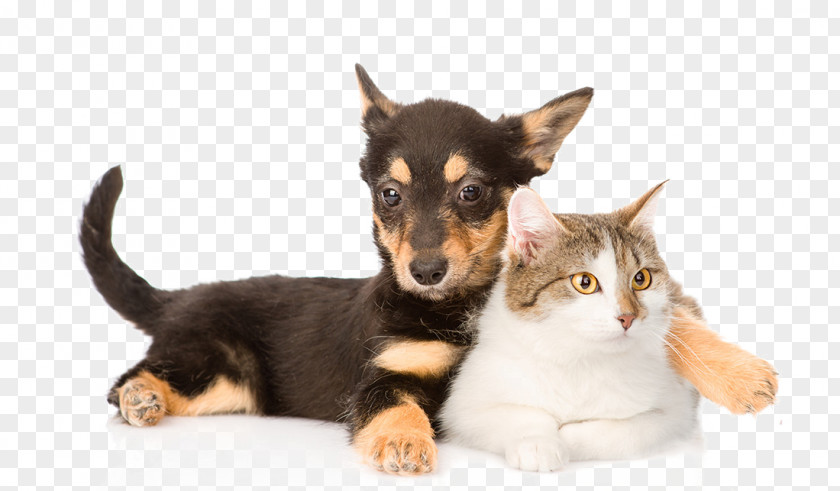 Cats And Dogs Lancashire Heeler German Shepherd Scottish Straight Chihuahua Beagle PNG