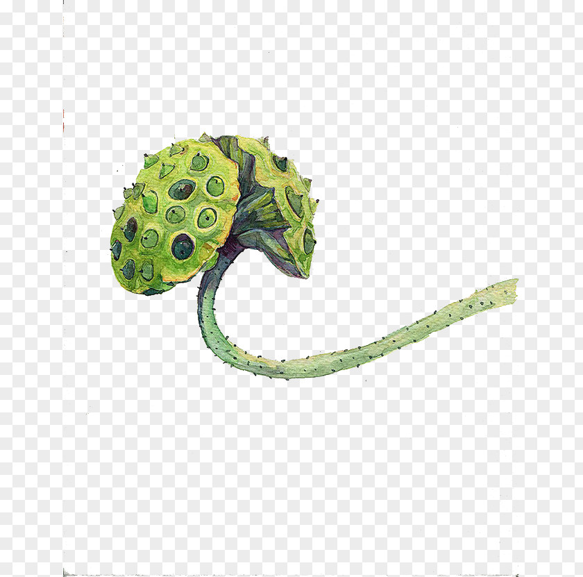 Green Lotus Nelumbo Nucifera Illustration PNG