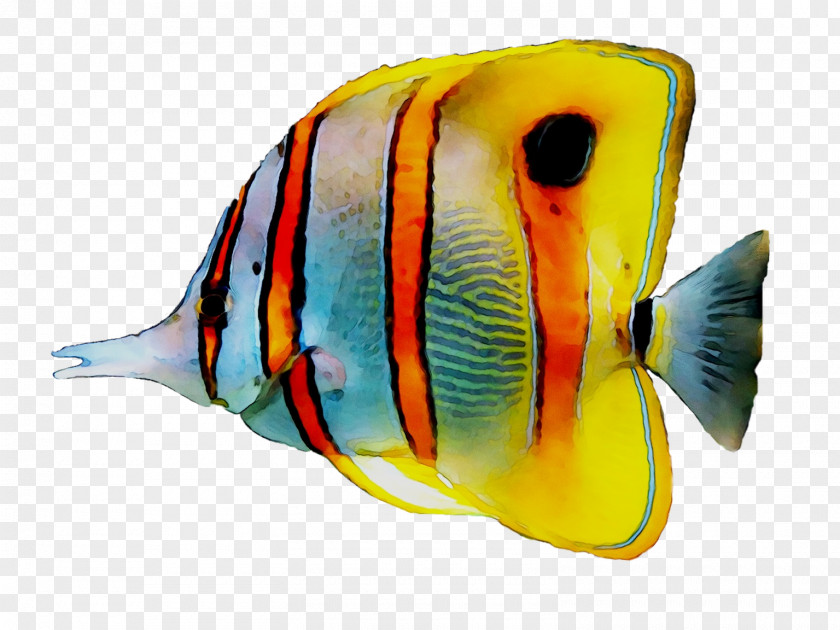 Koi Tropical Fish Aquarium Freshwater Angelfish PNG