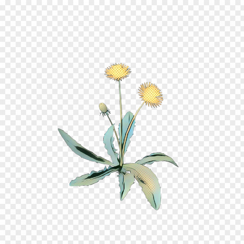 Oxeye Daisy Wildflower Flowers Background PNG