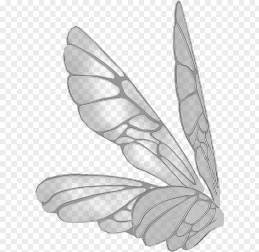 Plant Moths And Butterflies Feather PNG