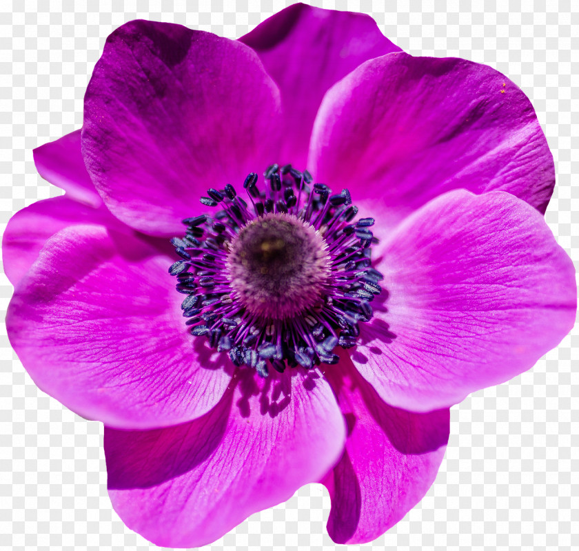Purple Flower Garden Poppy Petal PNG