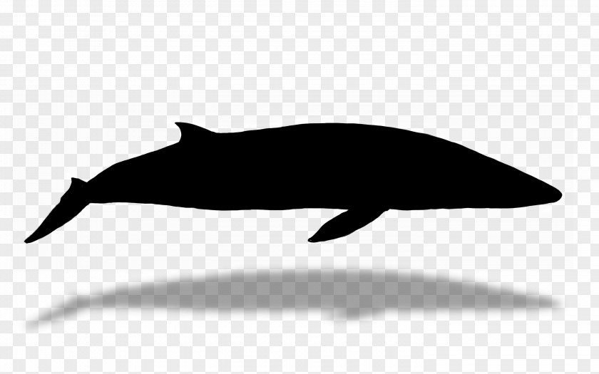 Tucuxi Dolphin Fauna Silhouette PNG