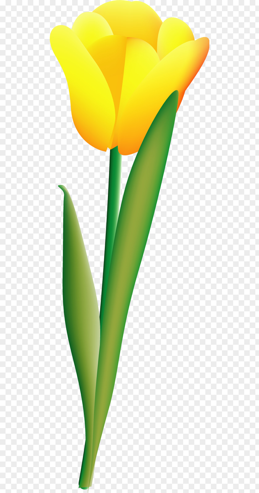 Vector Tulip 13 PNG