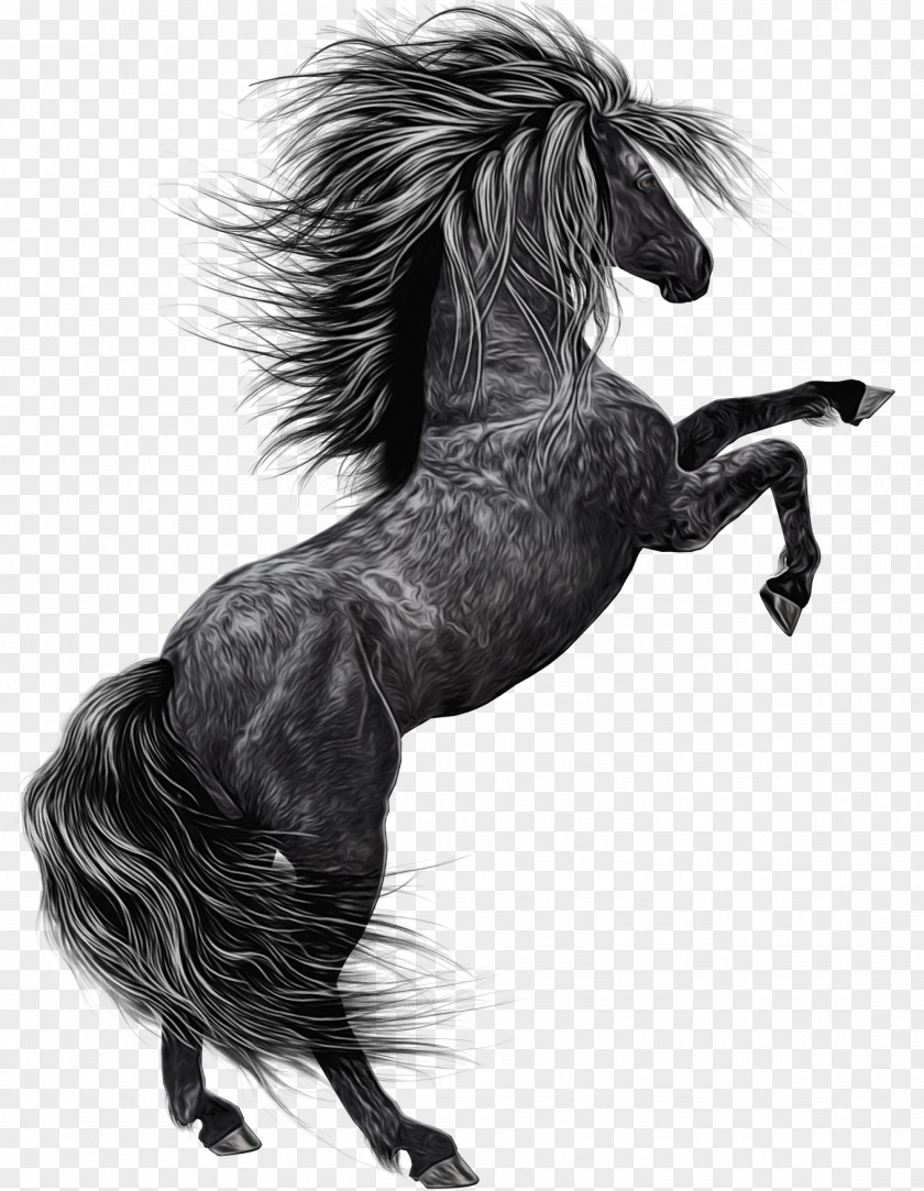 Blackandwhite Shetland Pony Unicorn PNG