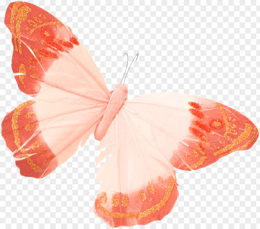 Butterfly Apollo Clip Art PNG