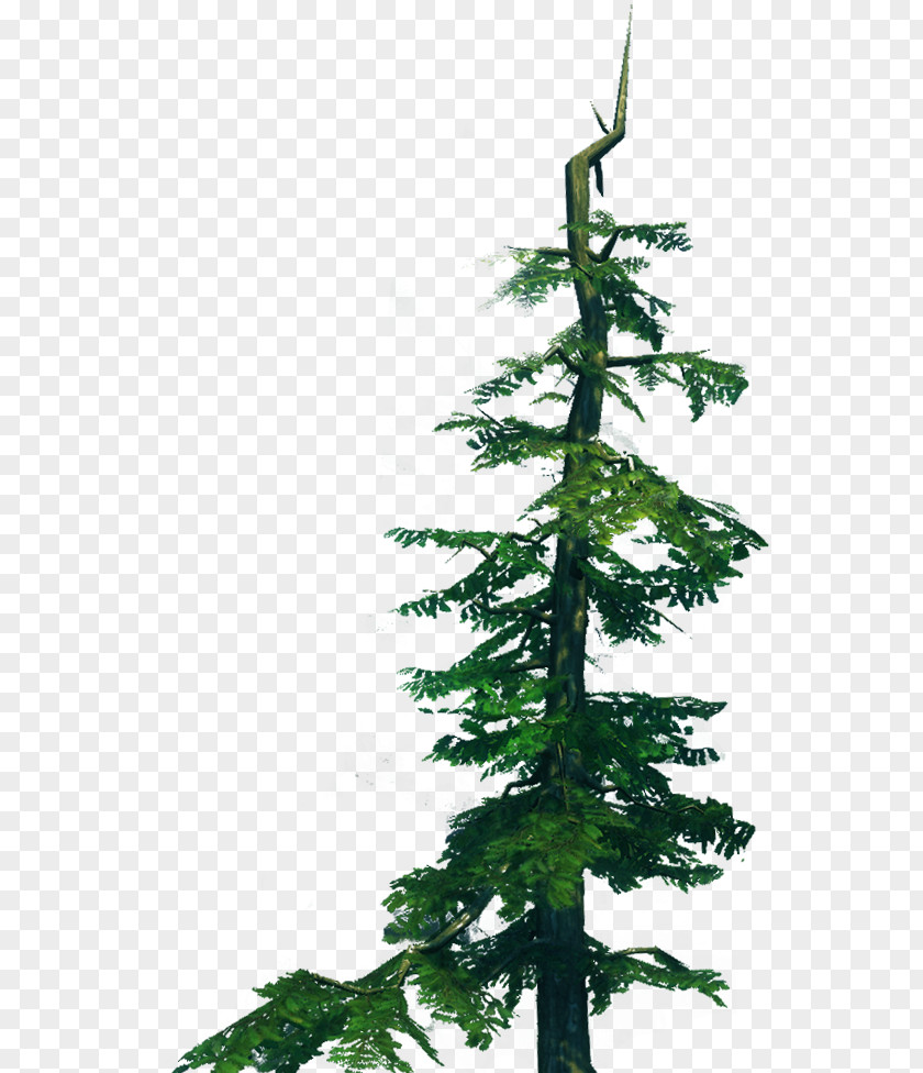 Christmas Tree Spruce Fir Pine Larch PNG