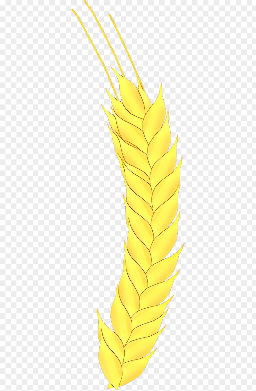 Corn Wheat Feather PNG