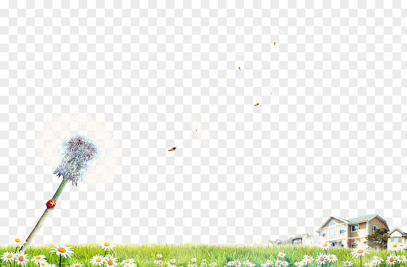 Dandelion And Houses Google Images Wallpaper PNG