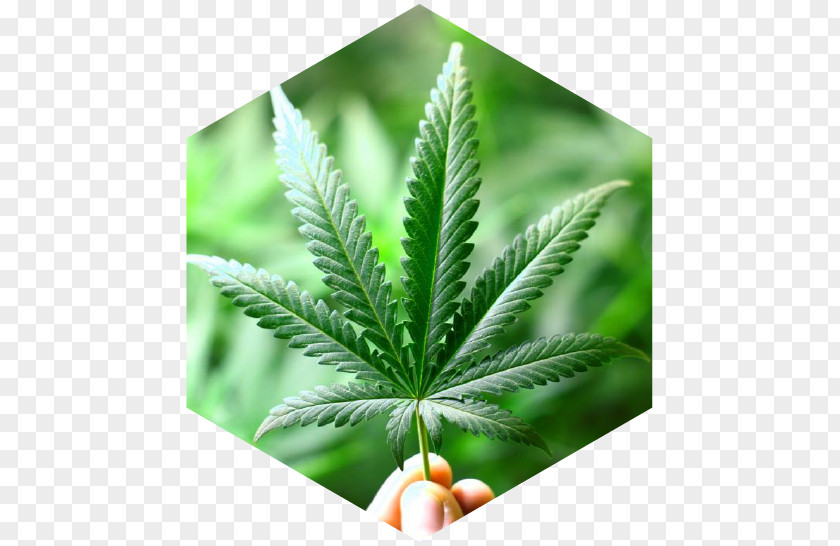 Hemp Plant Medical Cannabis Dispensary Tetrahydrocannabinol PNG