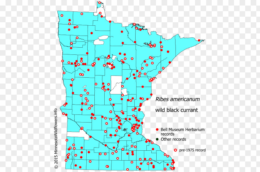 Plant Minnesota Hemlock Spotted Cowbane Poison Philadelphia Fleabane PNG