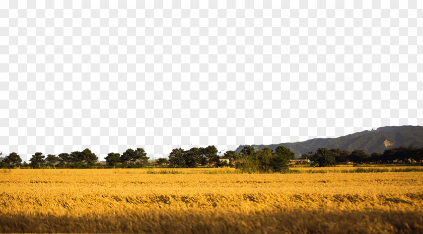 The Wheat Is Ripe Download Computer File PNG