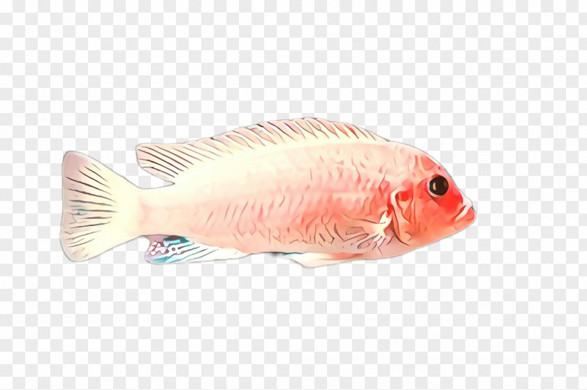 Fish Products Bonyfish Pink Tilapia Feeder PNG