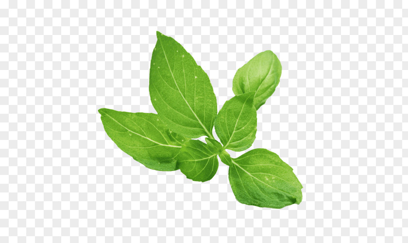 Health Holy Basil Herb Food PNG