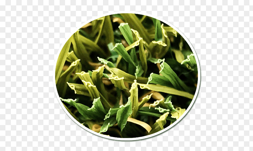 Lush Grass Artificial Turf Spinach Lawn Vegetarian Cuisine Herb PNG