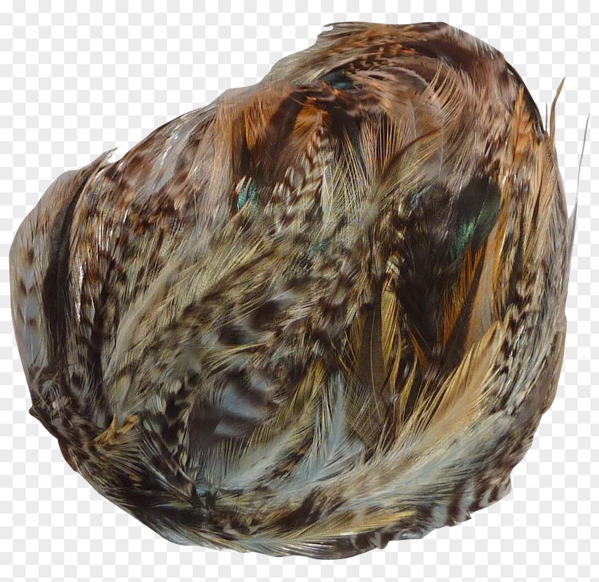 Mussel Clam PNG