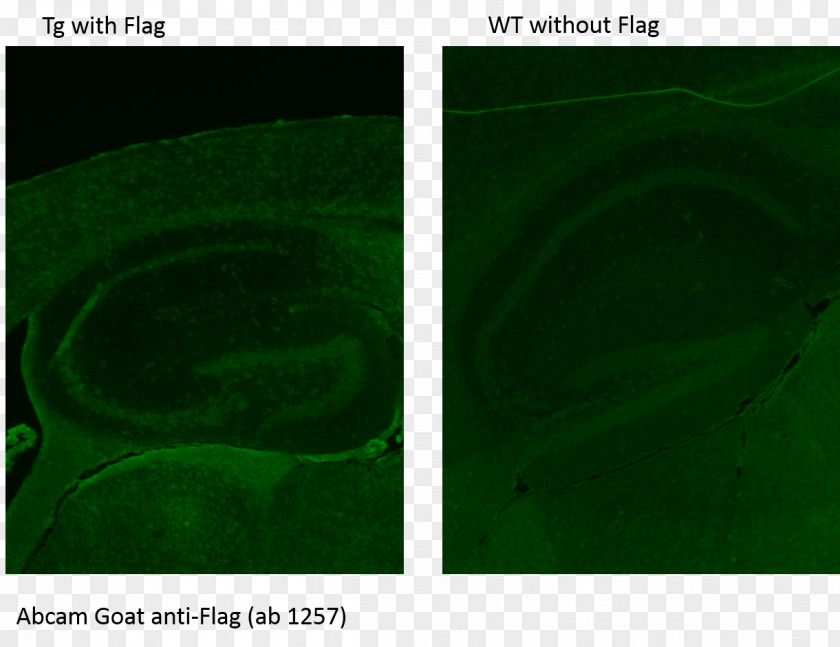 Computer FLAG-tag Antibody Protein Desktop Wallpaper Immunohistochemistry PNG