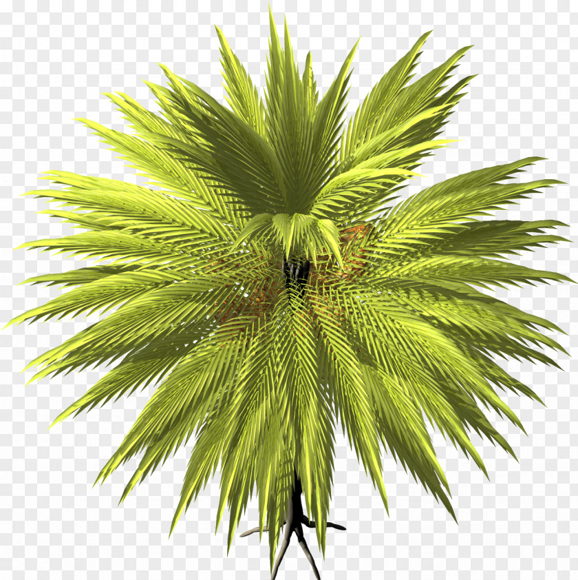 Date Palm Arecaceae Tree Asian Palmyra PNG