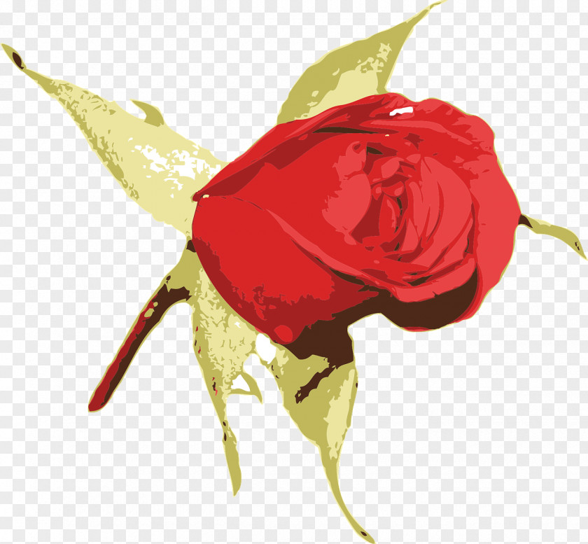 Fireball Flower Rose Bud PNG