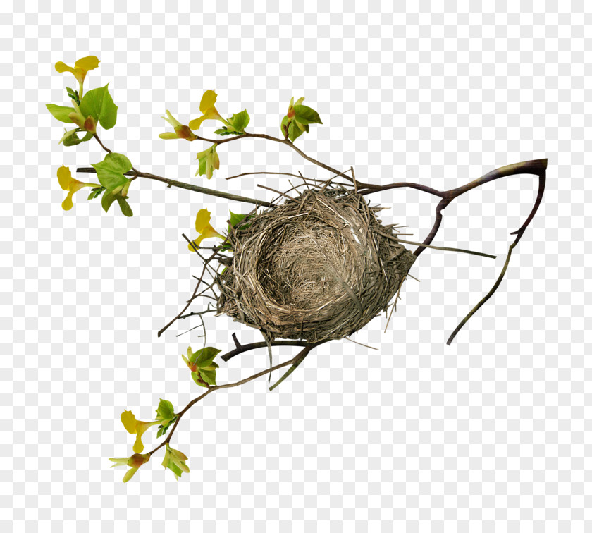 Twig Nest Branch Tree Bird PNG