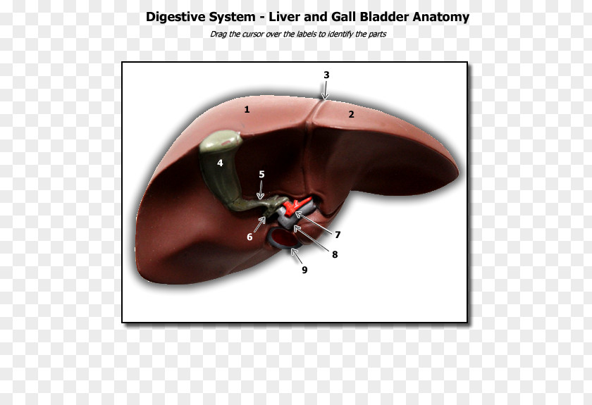 Anatomy The Human Liver Biology PNG