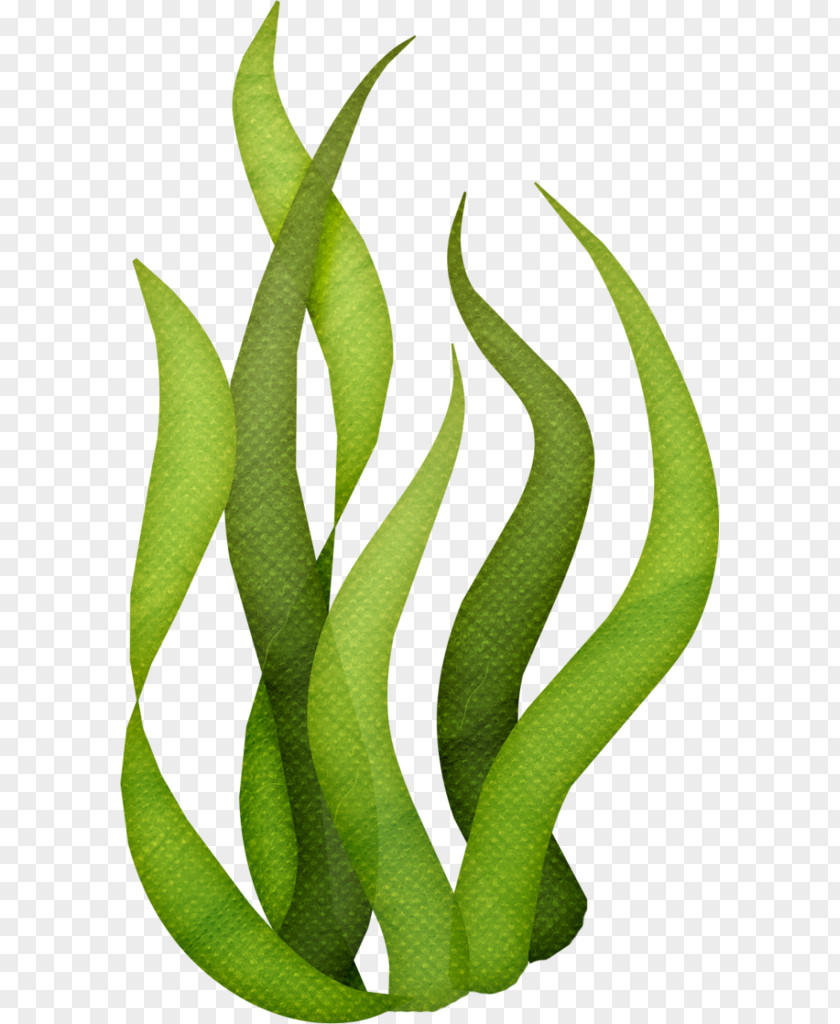Aquatic Plants Edible Seaweed Drawing Clip Art PNG