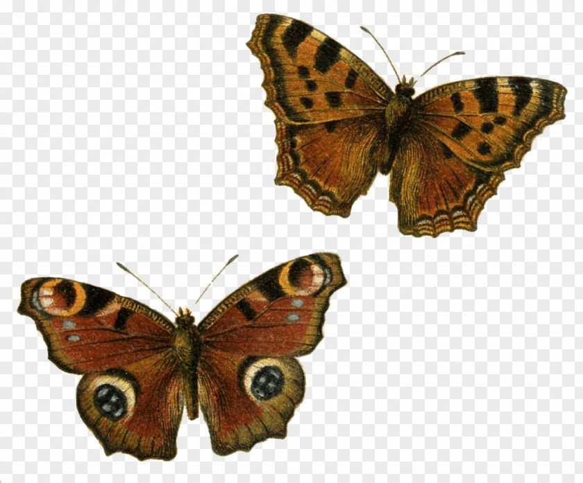 Brown Butterfly Clip Art PNG