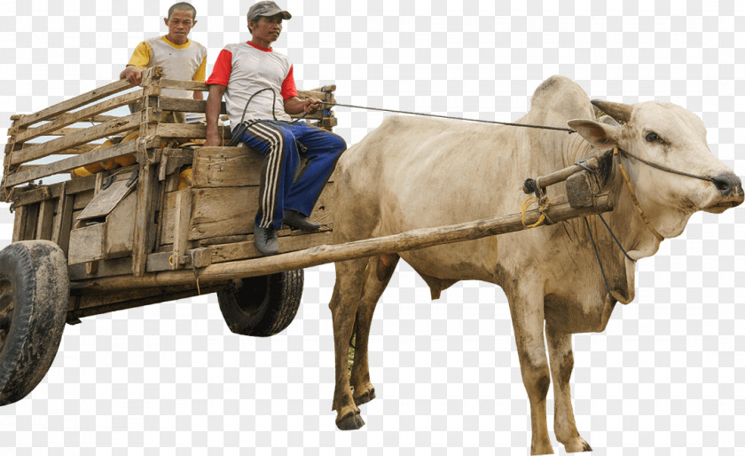 Bullock Cattle Ox Cart Vehicle PNG
