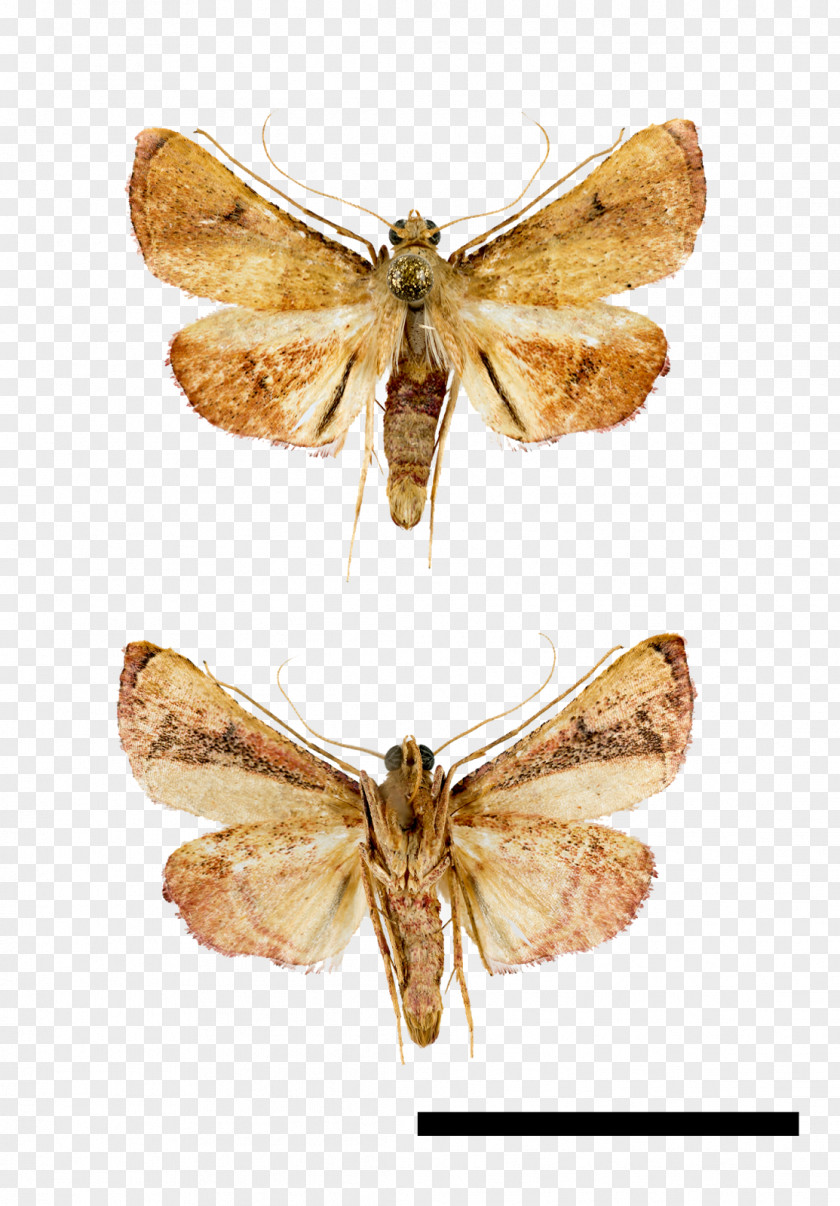 Butterfly Silkworm Hofmannophila Pseudospretella Nymphalidae Moth PNG