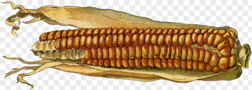 Corn Invertebrate Fish Seed PNG