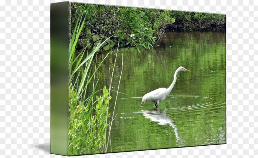 Egret Poster Design Water Resources Ecosystem Bird Pond Fauna PNG