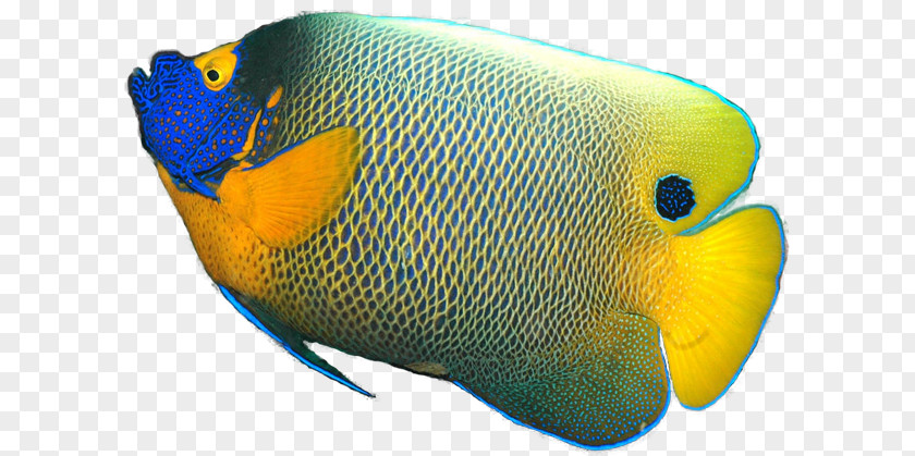 Fish Gray Angelfish Pomacanthus Xanthometopon Tropical PNG