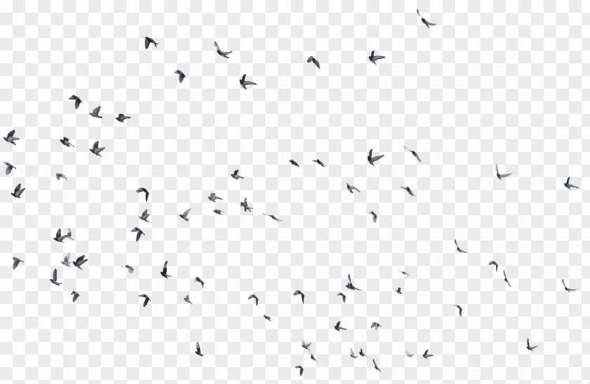 Flying Bird Migration YouTube Animal PNG
