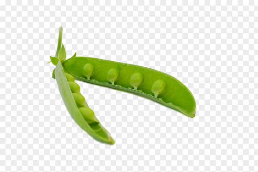 Pea Icon Clip Art PNG