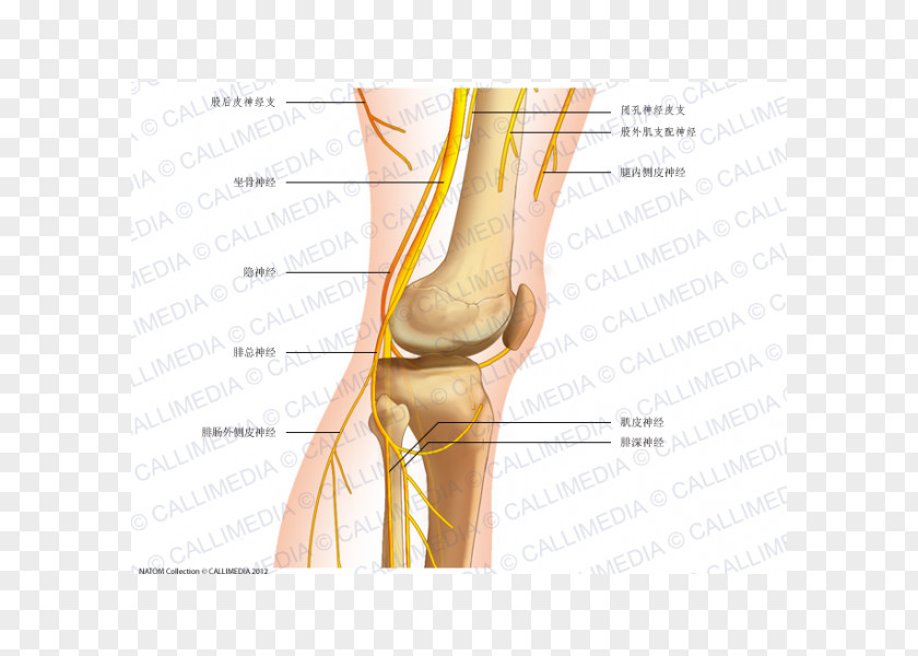 Reproductor Common Peroneal Nerve Knee Human Anatomy PNG